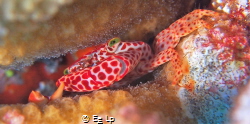 Trapezia tigrina (red-spotted guard crab). Shot with Inon... by E&e Lp 